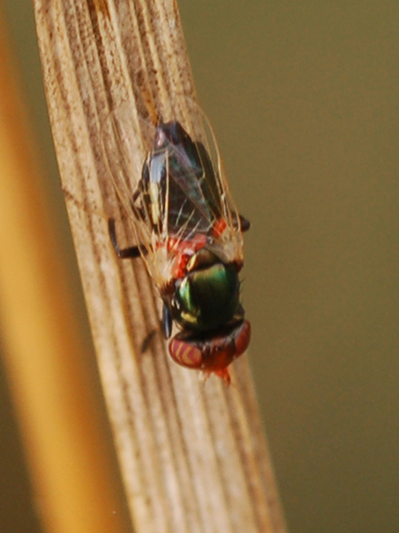 Ulidiidae  - Physiphora alceae